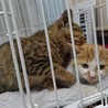 生後2カ月、さび柄メス仔猫 サムネイル4