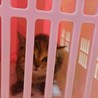生後2カ月、さび柄メス仔猫 サムネイル6