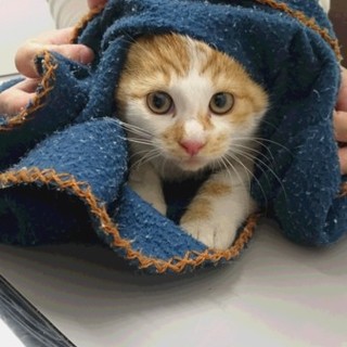 生後2カ月、白茶トラ柄オス猫