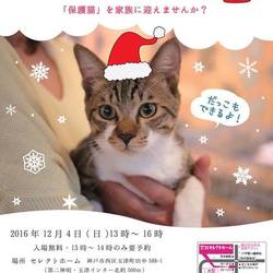 猫まみれ譲渡会＠神戸市西区「抱っこもできるよ！」