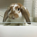 ホーランドロップの女の子 ありがとうございました。