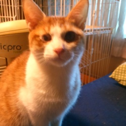 テト君トライアル開始