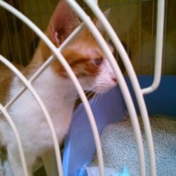 「テト君トライアル開始」サムネイル2