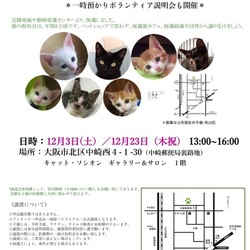 子猫里親会＊一時預かりボランティアさん募集説明会