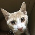 2度捨てられた子猫達の家族募集