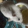 みーちゃん最後の写真、亡くなる2日前です