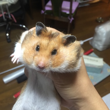 詰め込みすぎ