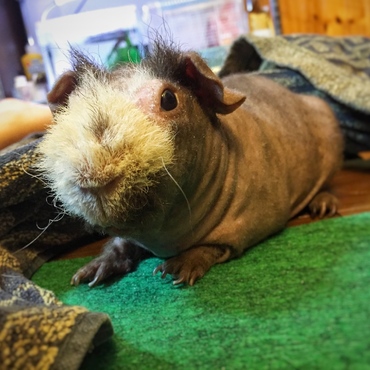 毎日かわいい。