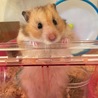 みきゃん3030 さん