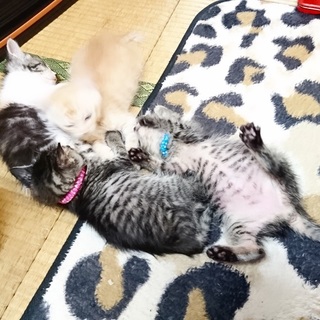 赤ちゃんネコ　更新11月16日里親さまお願いします