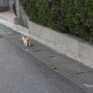 子猫の里親募集中