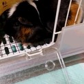 里親さん 決まりました　ありがとうございました