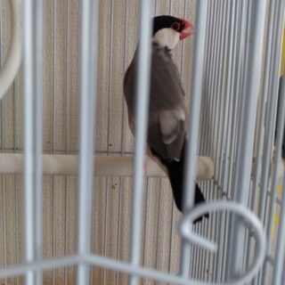 かわいいさくら文鳥です！