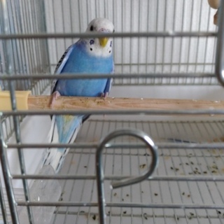 かわいいセキセイインコです！