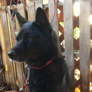 超美人❗️6歳の純血甲斐犬