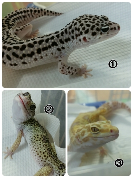 爬虫類飼育ケージ レオパ（ヒョウモントカゲモドキ）里親募集のため