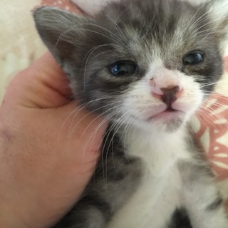 可愛い子猫ちゃん☆