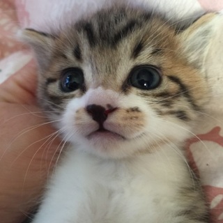 可愛い子猫ちゃん☆募集停止中