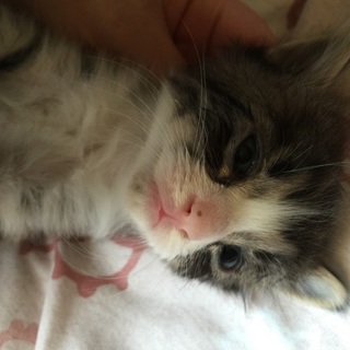 可愛い子猫ちゃん☆