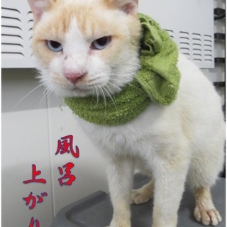 ボスと呼ばれています