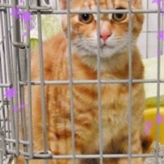 可愛い茶トラくんです