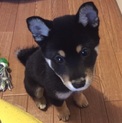 柴 生後2ヶ月半 子犬 里親募集
