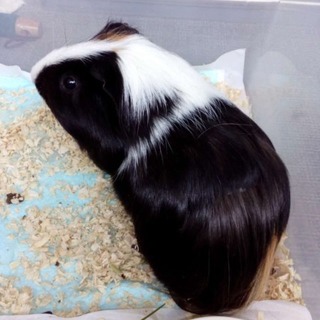 モルモットの里親を募集中