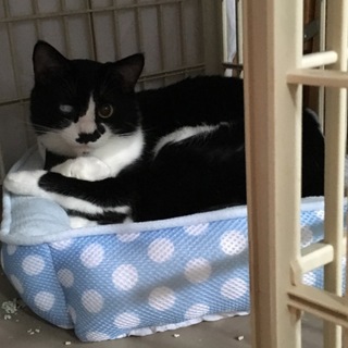 飼育放棄のまる君1才半