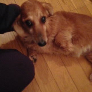 Mダックスの里親さんを募集しています。