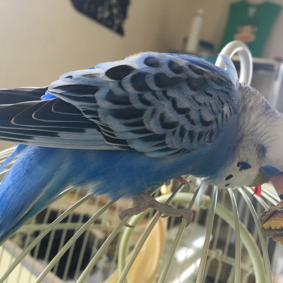 ぴーさんのカバー写真