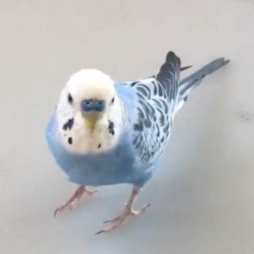 ぴーさんの写真