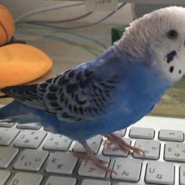 ぴーさんの写真