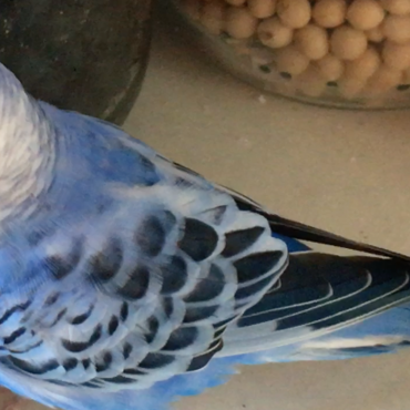 ぴーさんの写真