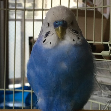 ぴーさんの写真