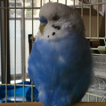 ぴーさんの写真