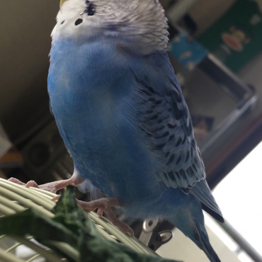 ぴーさんの写真