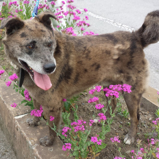 トラ柄がキレイな甲斐ミックス風のムギ君