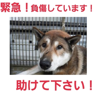 緊急!!負傷犬で起立不能!どうか助けて下さい!!