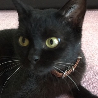 デレデレ黒猫ちゃん