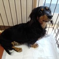 ダックス6歳メス
