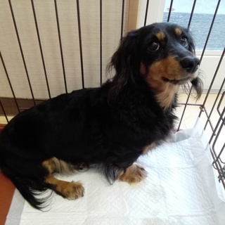 ダックス6歳メス