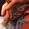 とよなか猫のかぎしっぽ(保護活動者)