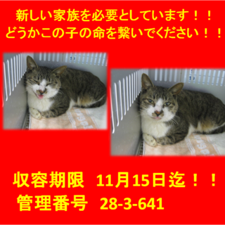 里親決定♪本当に有り難うございました(*^▽^*)