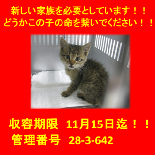 里親決定！！お迎えありがとうございました(^^♪