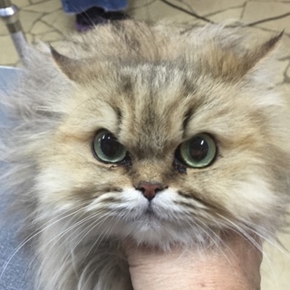 ペルシャの女の子