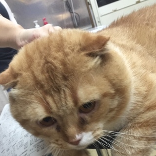 スコテッシュの男の子