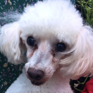 ホワイトのプードル男の子