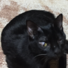 決まりました  ありがとうございました サムネイル2