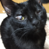 決まりました  ありがとうございました サムネイル6