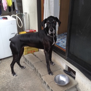 優しいグレートデーン